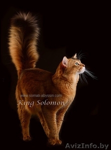 Сомали котята продам #967130