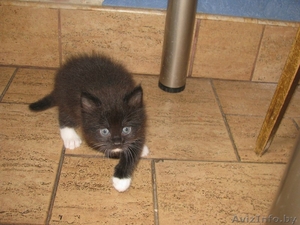 отдам пушистых котят в добрые руки #968049