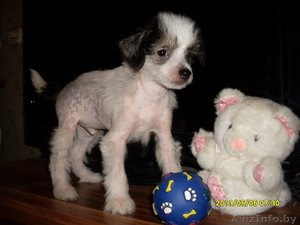 Элитные щеночки китайской хохлатой собачки #960005