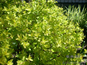 Рассада кустарника - Спирея японская #964676