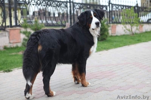 Продаем очаровательных щенков бернского зенненхунда #971999