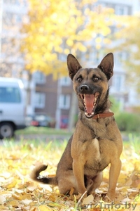 Малыш-осень Муха ищет дом! #983044