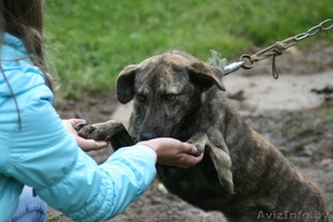 Молоденькая девочка с красивым тигроым окрасомв дар #973573