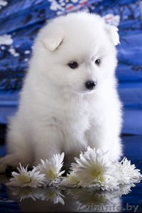 Японский шпиц,  щенки #983734