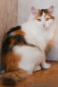 Мурлен трехцветная кошка приносящая счастье! #981173