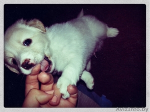 Срочно! Продается щенок-помесь мальтийской болонки и шпица #969008