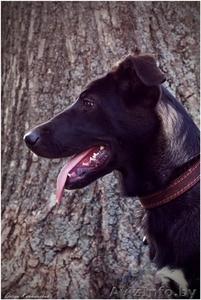 Айви - обаятельная и привлекательная молодая особа 5 месяцев ищет дом! #970868