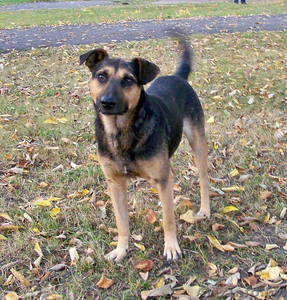 Собака на охрану. Продаем бесплатно #984185