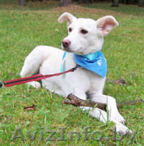 Белла - белоснежная нежность в дар #982474