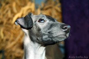 Щенок левретки от титулованный родителей #977246