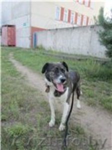 БОБ - собака для души и охраны.  #982477