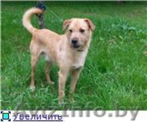 Рыжик-собака улыбка в дар #982475