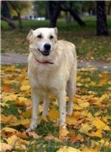 МАША – милая воспитанная девочка.  #982480