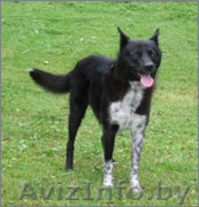 ТАМИР – Защитник и Друг. #982479