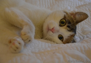 Кошечка Зефирка в дар #981328