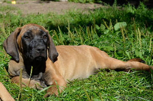 Продаются щенки фила бразилейро #969250