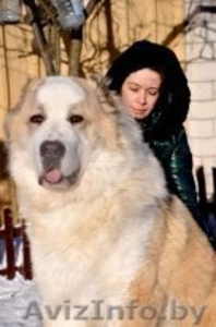 Щенки Среднеазиатской овчарки крупные #981657