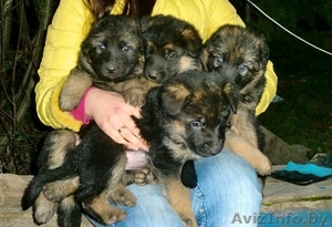 Продам щенков немецкой овчарки,  срочно,  дёшево!!! #979304