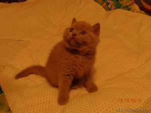 Котёнок Британский  #976663