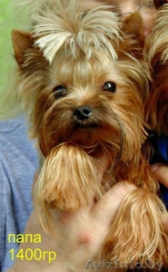 Йоркширский терьер супер мини 1400гр приглашает на вязку #982255