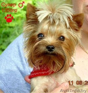 Йоркширский терьер супер мини приглашает на вязку #977430