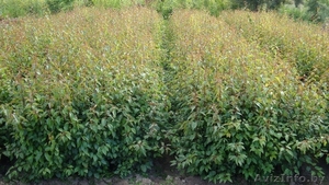 Подвои груши и яблони #975461