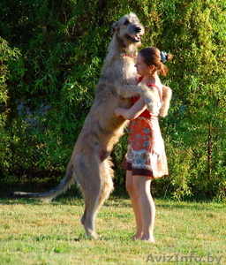 Ирландский волкодав #975249