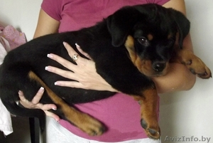 Девочка ротвейлер ( 2 месяца) #980318