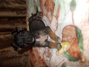 Щенки ищут новый дом #981684