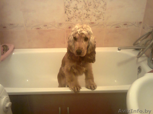 эмалировка - реставрация ванн на дому! минск .марьина горка .червень. #968134