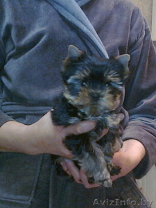 йоркширского терьера элитные щенки #976048