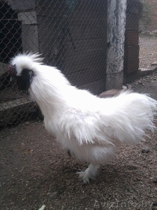 шелковые петушки #968798