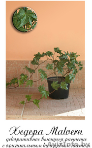 Молодые комнатные растения #971101