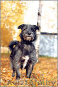 Муха - молодая девочка в дар #982478