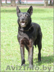 ПЕТРА - нежная,  деликатная девочка семейного типа.  #982481