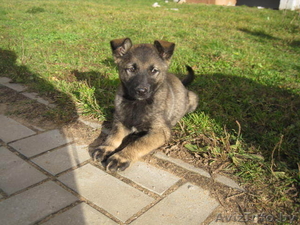 Забавный щенок Булька ищет дом #984325