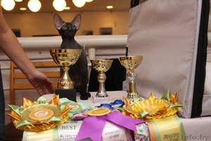 Породный Петербургский сфинкс для разведения,  выставок #980005