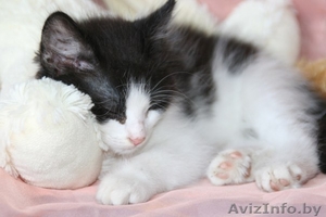 Крохе Домино 4 месяца,  ребёнок здоров,  приучен к лотку и когтеточке.  #976421