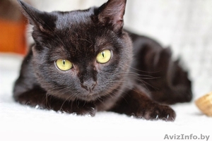 Ласковый,  игривый черненький котик в добрые ручки! #981333