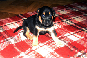 Отдам щенков в дар. Нам 1 месяц! #977607