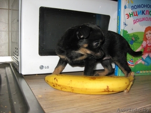 Осторожно! Во дворе злая собака,  смотрите не наступите!  #977296