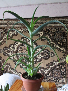 Продам комнатные цветы.См фото. #975044