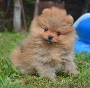 Щенки померанского шпица продаются от питомника возраст 4 мес. родители чмпионы. #977365