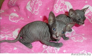 Донской сфинкс котята кошки #983507