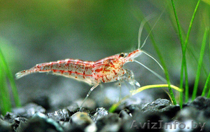 Креветки неокардины #968416