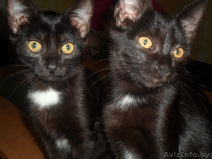 подарю двух котят #969103