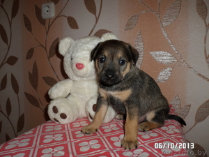 Милые щеночки в дар #974164