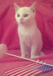 белый котенок в дар! #976163