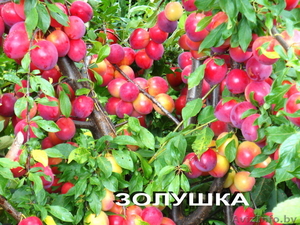 Саженцы сливы из Орши #983105