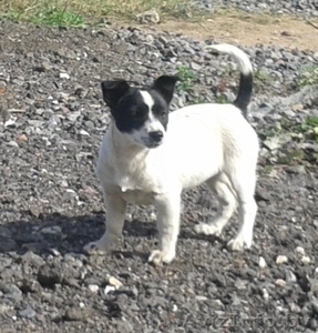 Черырехмесячные щенки мелких родителей в дар #992282